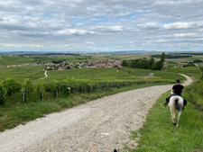 France-Champagne-Champagne Vineyards Ride